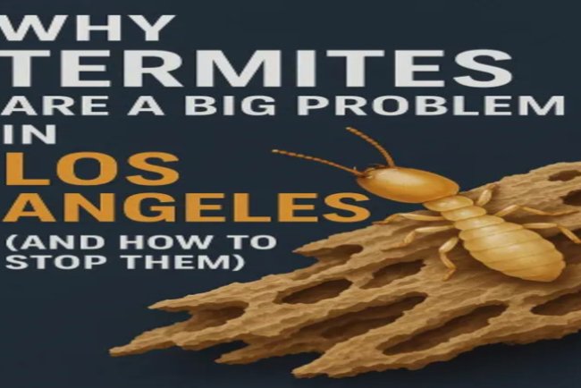 Why Termites Are a Big Problem in Los Angeles (And How to Stop Them)