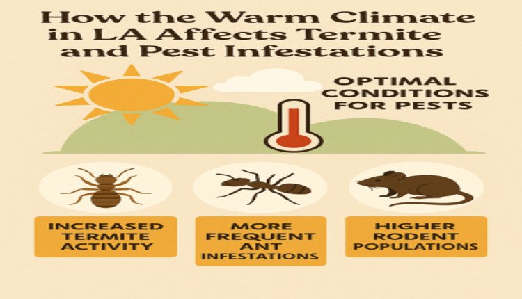 How the Warm Climate in LA Affects Termite and Pest Infestations