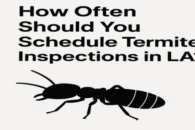 How Often Should You Schedule Termite Inspections in LA?