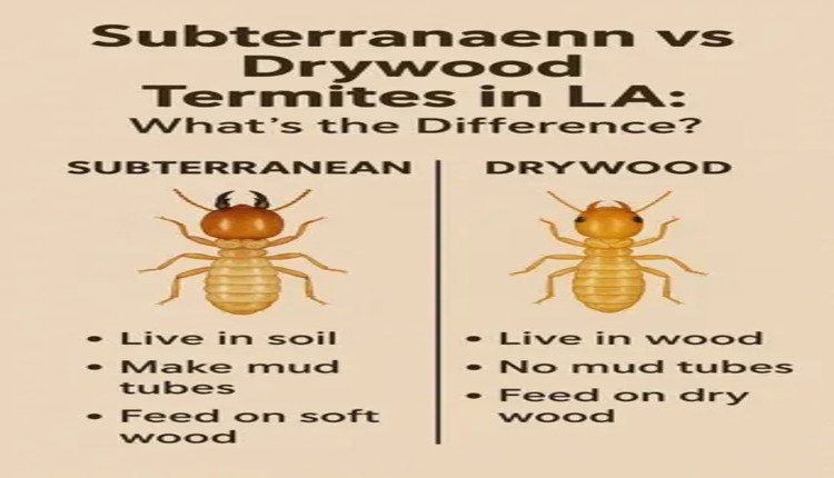 Subterranean vs Drywood Termites in LA  What’s the Difference?