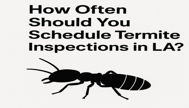 How Often Should You Schedule Termite Inspections in LA?